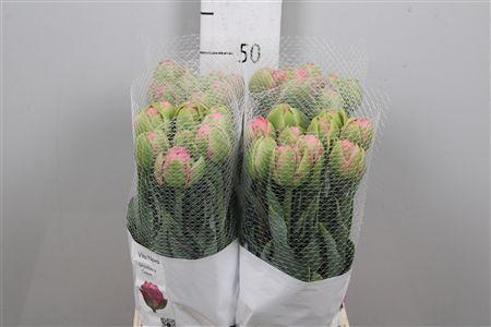 <h4>Tu Du Strawber Cream</h4>