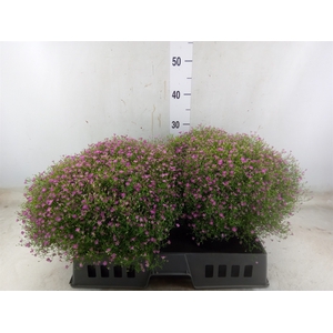 Gypsophila muralis 'Gypsy'