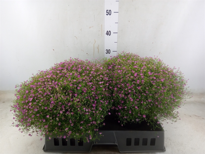<h4>Gypsophila muralis 'Gypsy'</h4>