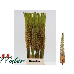 EREMURUS RUMBA