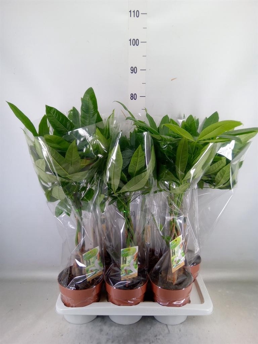 <h4>Pachira aquatica</h4>