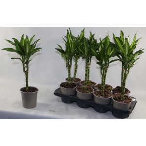 Dracaena frag. 'Cintho'