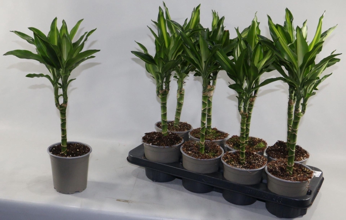 <h4>Dracaena frag. 'Cintho'</h4>