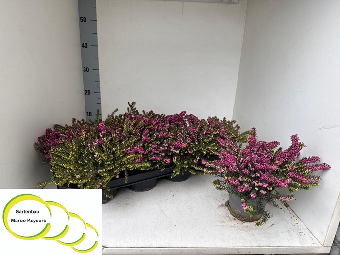 <h4>ERIC DA KRAMERS ROTE</h4>