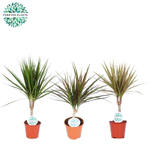 <h4>Dracaena Marginata mix p14</h4>