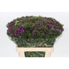 Dianthus Br Amazon Neon Purple
