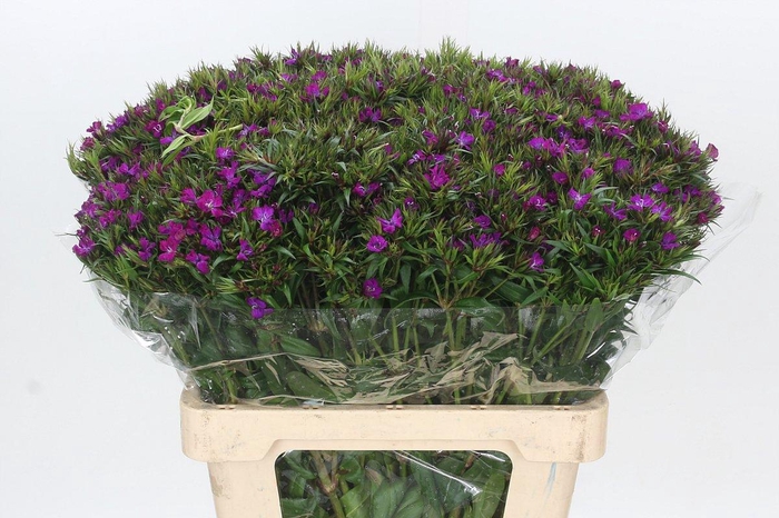 <h4>Dianthus Br Amazon Neon Purple</h4>
