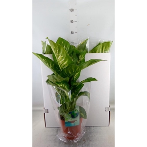 Dieffenbachia seg. 'Tropic Snow'