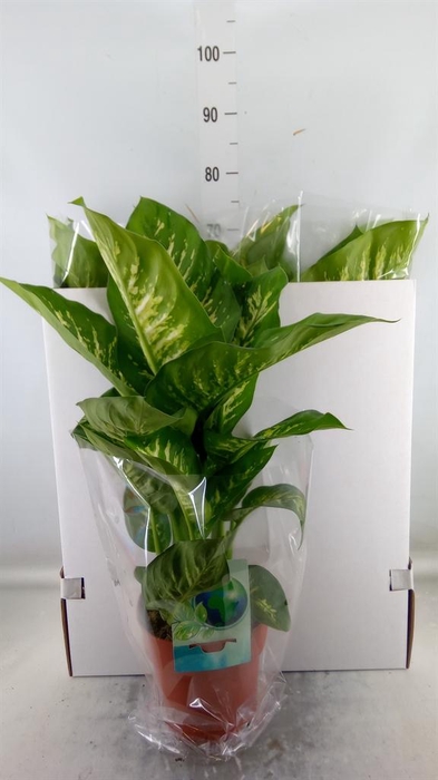 <h4>Dieffenbachia seg. 'Tropic Snow'</h4>