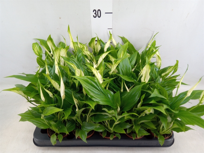 <h4>Spathiphyllum  'Chopin'</h4>