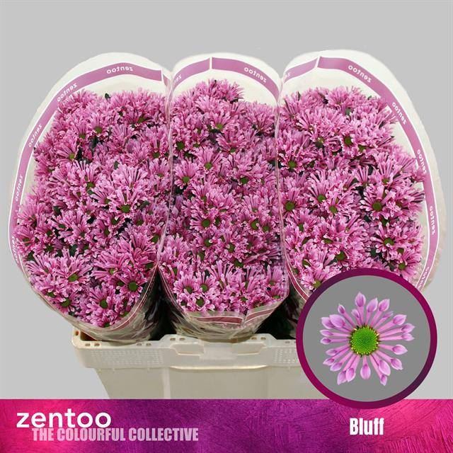 <h4>CHRYSANTHEMUM SA 'BLUFF'</h4>