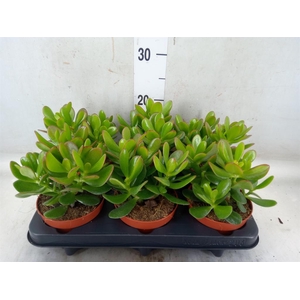 Crassula  'Magical Tree'