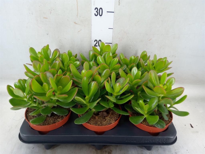 <h4>Crassula  'Magical Tree'</h4>