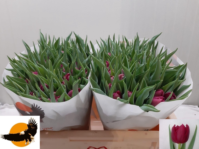 <h4>TU DU WORLD BOWL</h4>