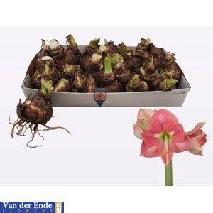 <h4>BLOEMBOL HIPPEASTRUM</h4>