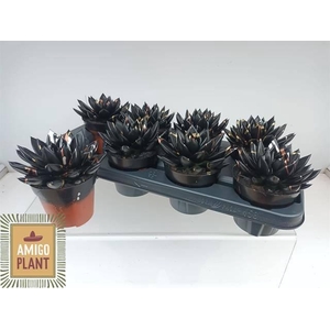 ECHEV PAINT BLACK GOLD