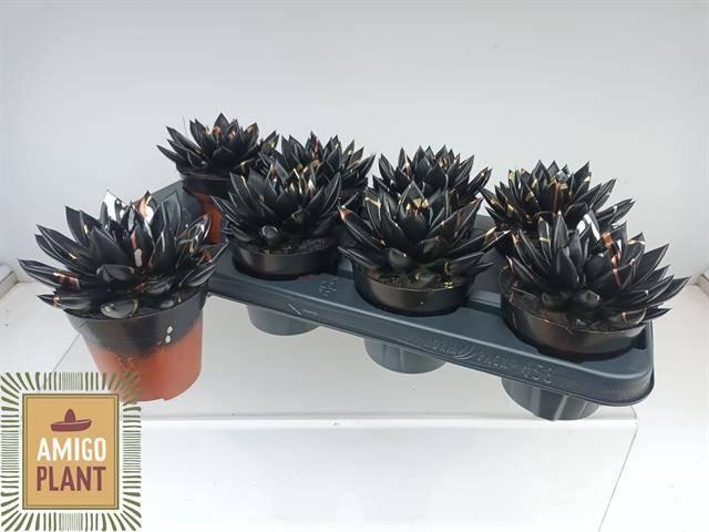 <h4>ECHEV PAINT BLACK GOLD</h4>