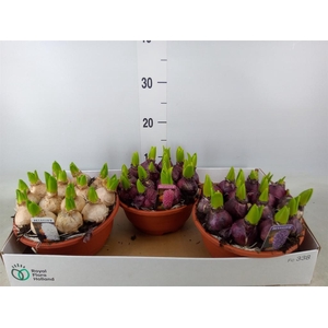 Hyacinthus orie. 'Pearl'  ...mix  3