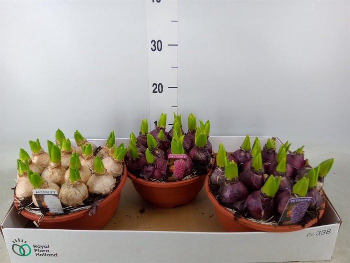 <h4>Hyacinthus orie. 'Pearl'  ...mix  3</h4>