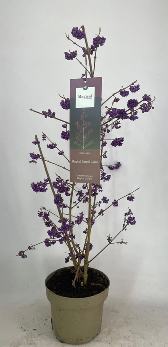 <h4>CALLIC BO PROFUSION</h4>