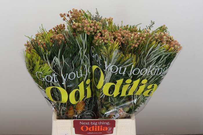 <h4>BQ Cape Greenmix</h4>