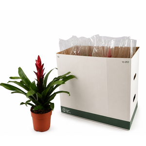 Guzmania Pallas