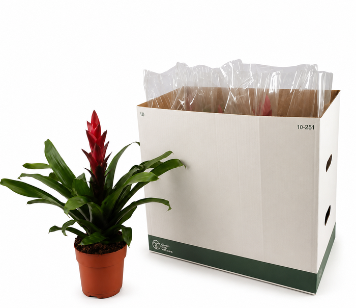 <h4>Guzmania Pallas</h4>