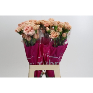 Dianthus St Lege Marrone