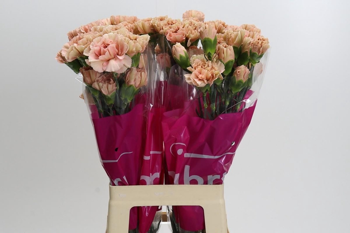Dianthus St Lege Marrone