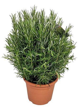 <h4>Rosmarinus Officinalis Bush - 1154</h4>