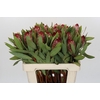 Protea Robijn
