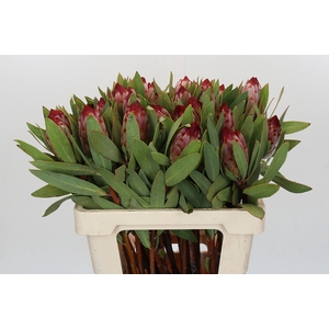 Protea Robijn