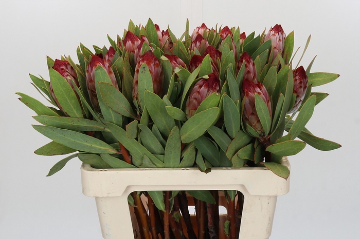 <h4>Protea Robijn</h4>
