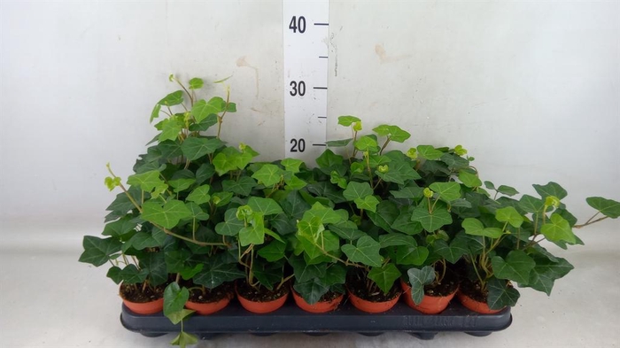 <h4>Hedera hibernica</h4>