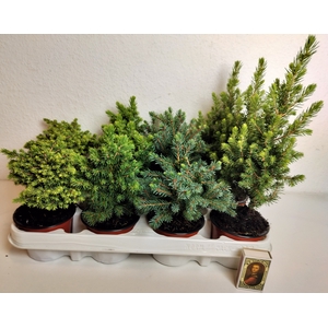 Picea gemengd P9