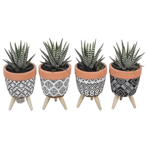 PTSU8475 Arrangement Succulenten in keramiek pot