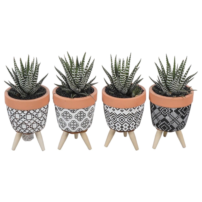 <h4>PTSU8475 Arrangement Succulenten in keramiek pot</h4>