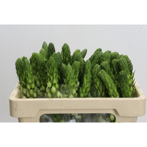 Ornithogalum Thyrsoides Milky Way Promo