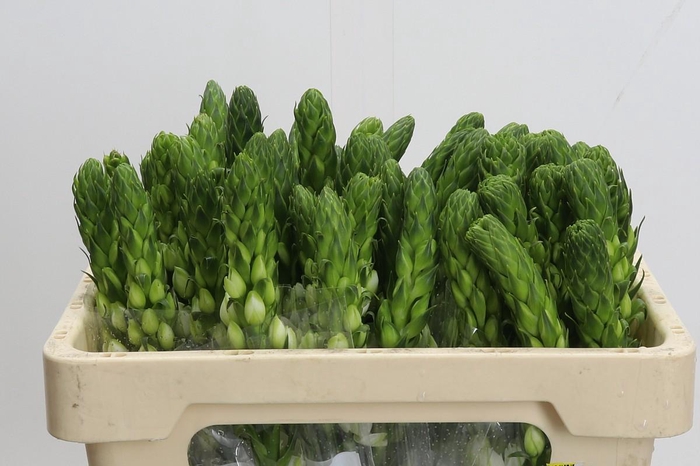 <h4>Ornithogalum Thyrsoides Milky Way Promo</h4>