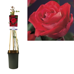 Rosa 'Red Climber' +light label