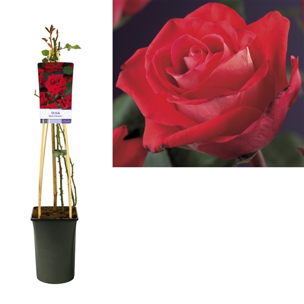 <h4>Rosa 'Red Climber' +light label</h4>