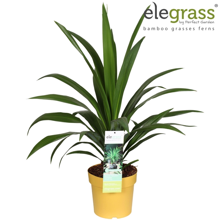Cordyline indivisa