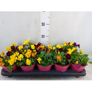 Viola corn. 'Evo Mini MM Madrid'