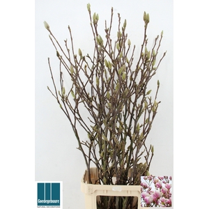 MAGNOLIA GRANDIFLORA