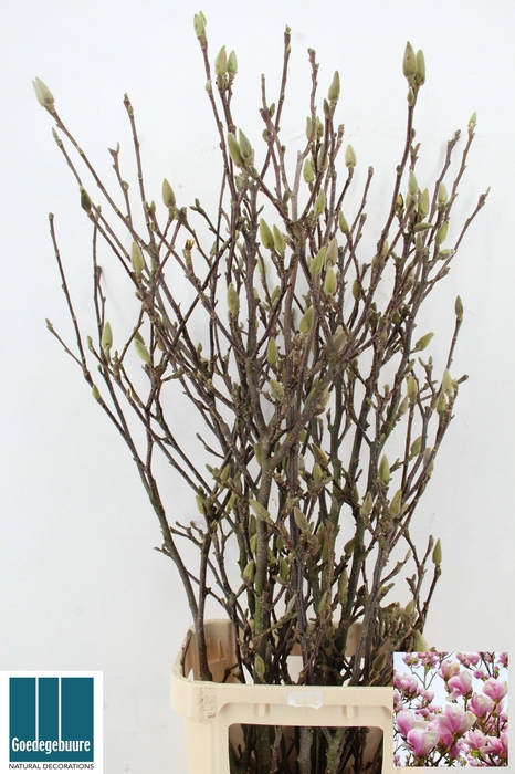 <h4>MAGNOLIA GRANDIFLORA</h4>