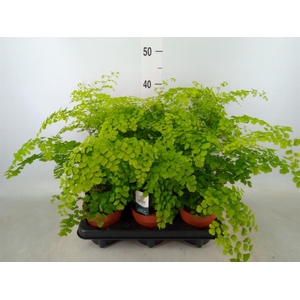 Adiantum raddi. 'Fragrans'