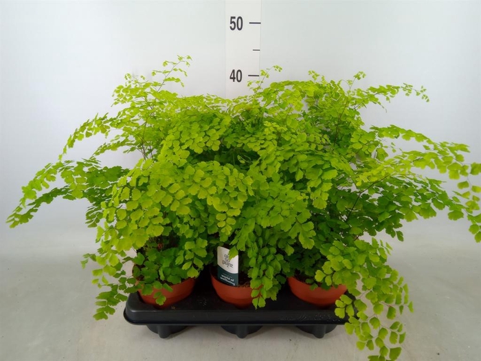 <h4>Adiantum raddi. 'Fragrans'</h4>