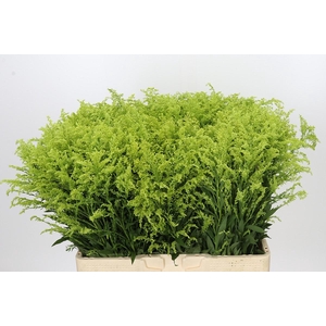 Solidago Tara Gold