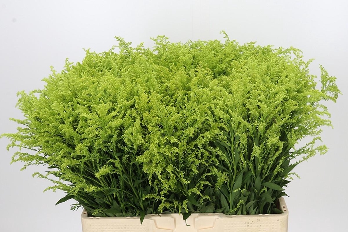 Solidago Tara Gold