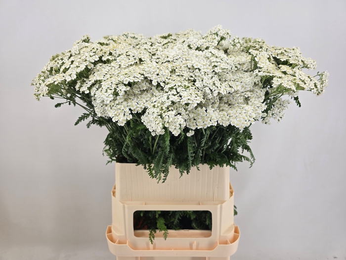 <h4>ACHIL M WHITE BEAUTY</h4>